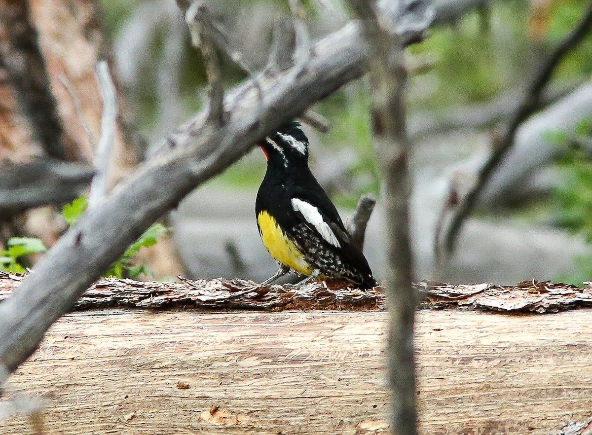 Williamson's Sapsucker - ML620650559