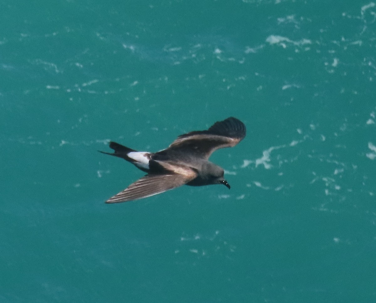 Leach's Storm-Petrel - ML620650563