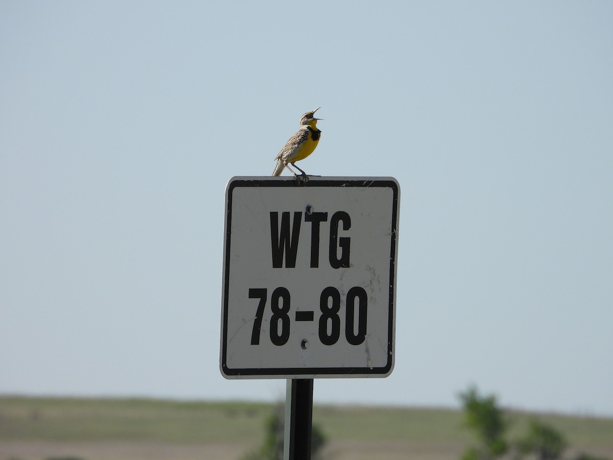 Western Meadowlark - ML620650565