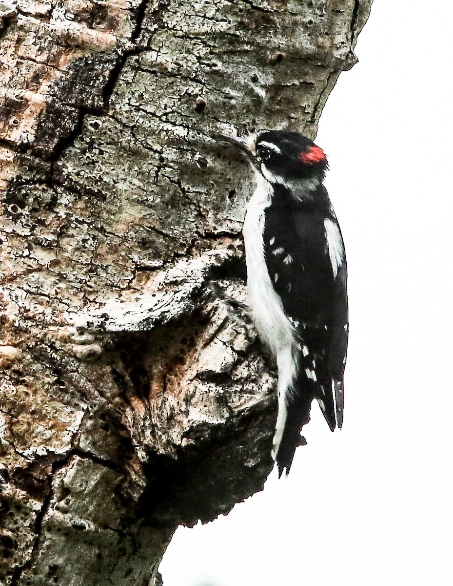 Downy Woodpecker - ML620650574