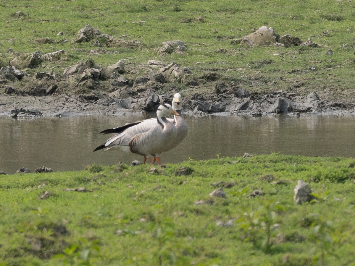 Bar-headed Goose - ML620650575