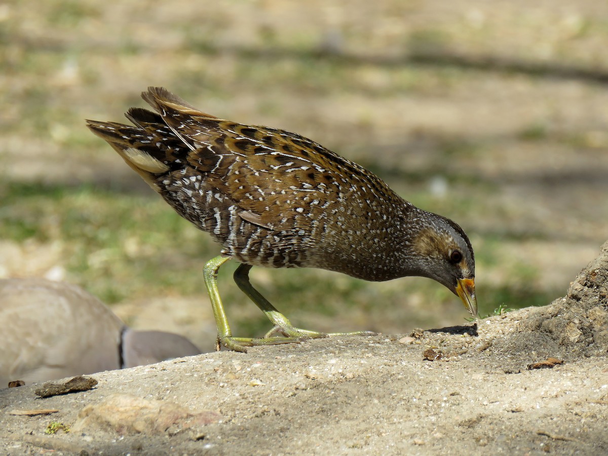 Spotted Crake - ML620650577
