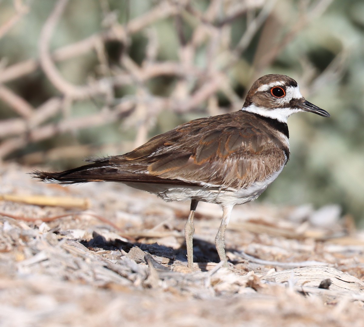 Killdeer - Teresa Palos