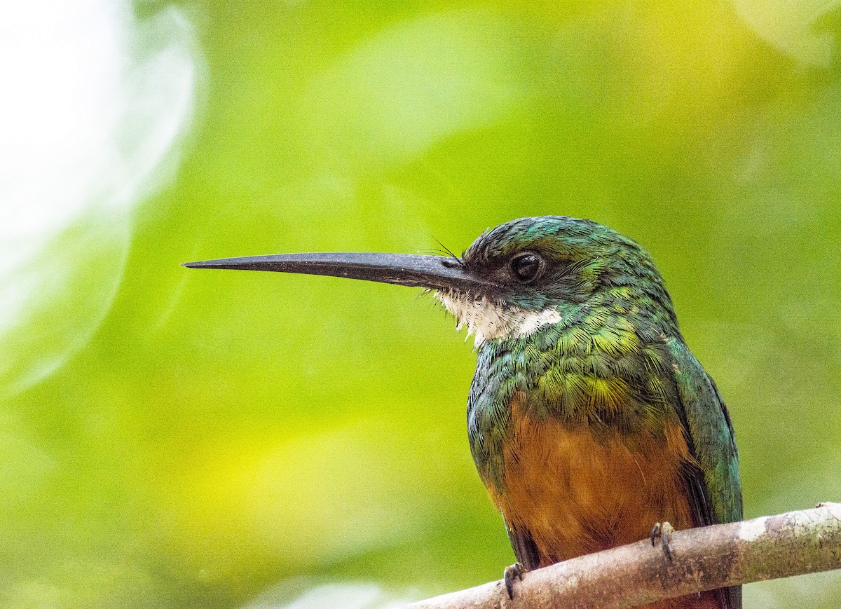 Jacamar à queue rousse - ML620650583