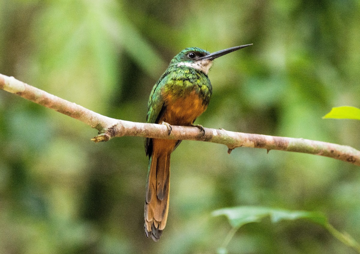 Rufous-tailed Jacamar - ML620650590