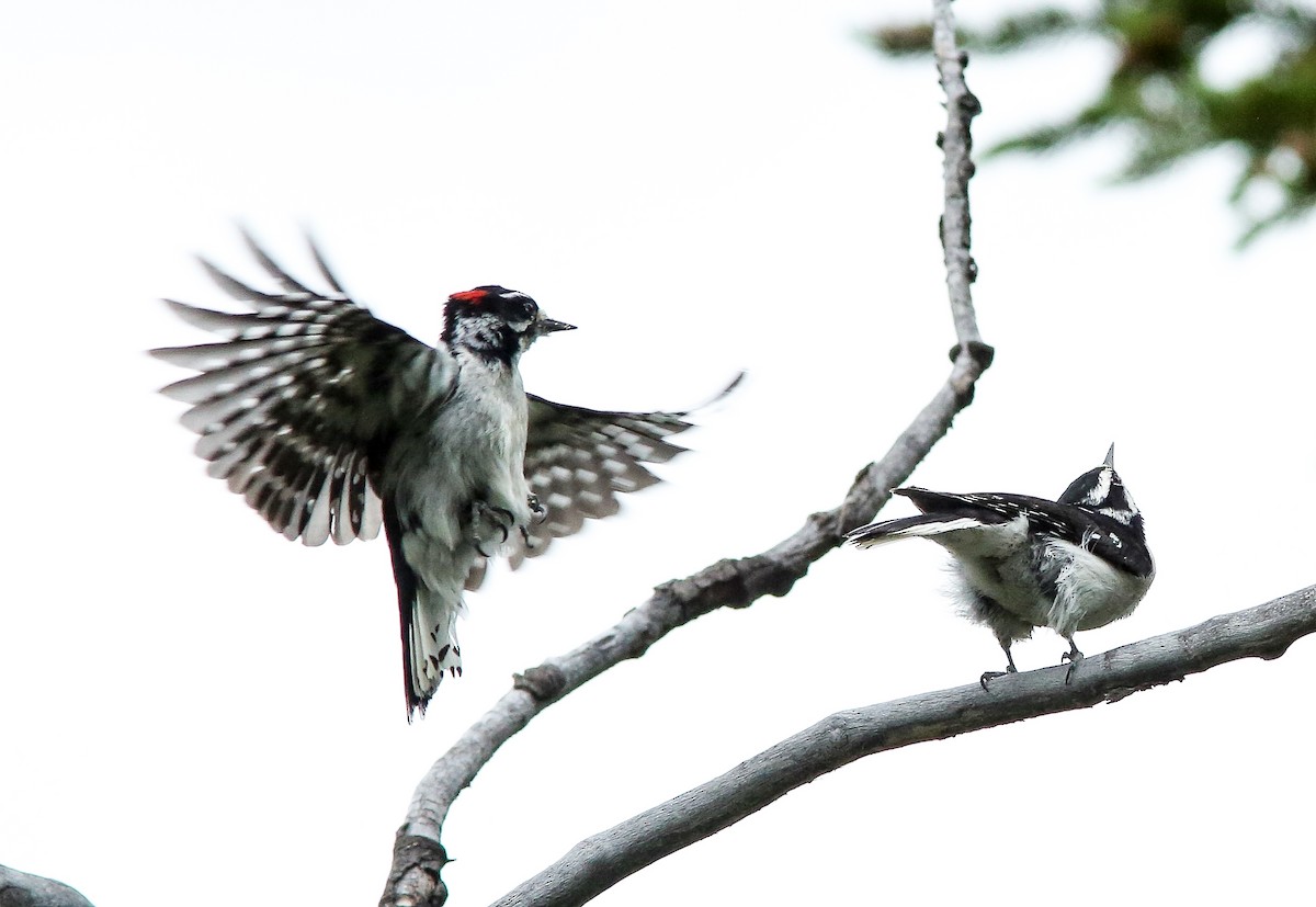 Downy Woodpecker - ML620650595