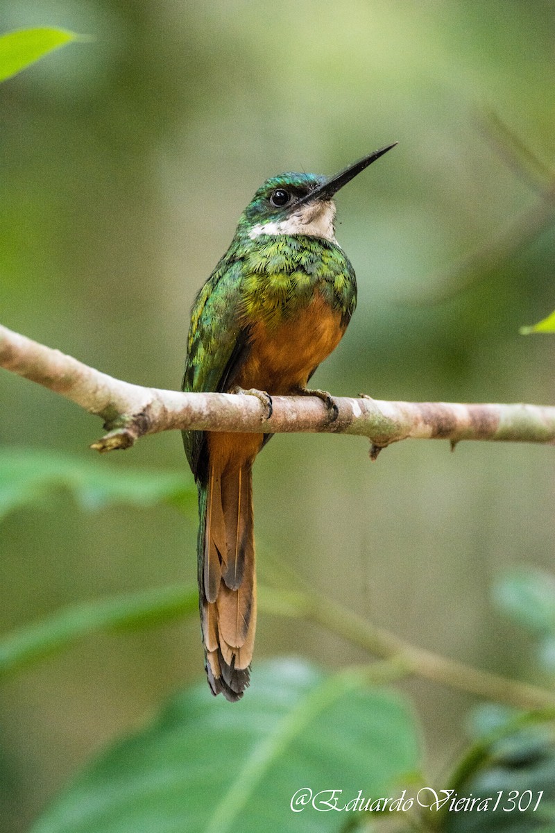 Rufous-tailed Jacamar - ML620650596