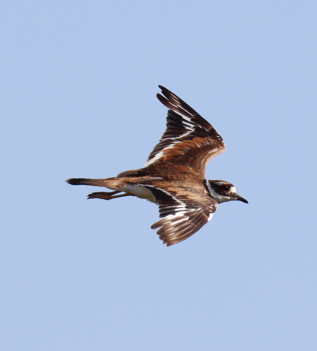 Killdeer - Teresa Palos