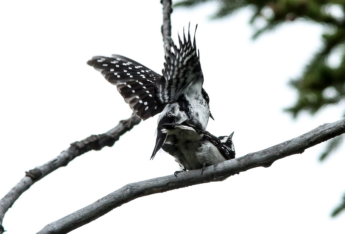 Downy Woodpecker - ML620650598