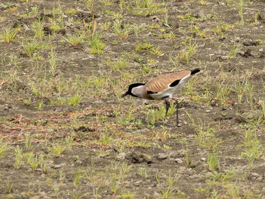 River Lapwing - ML620650599