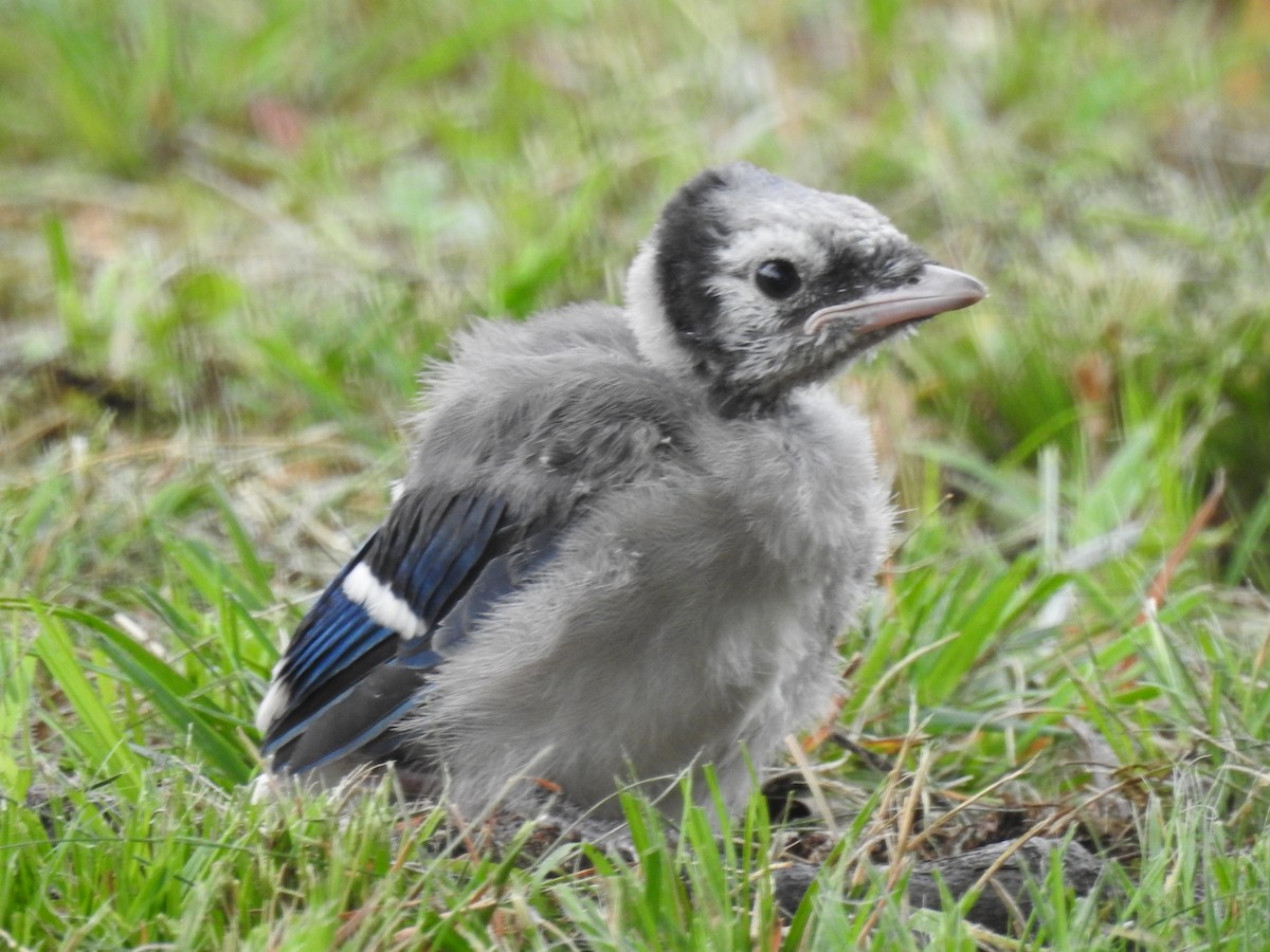 Blue Jay - ML620650602