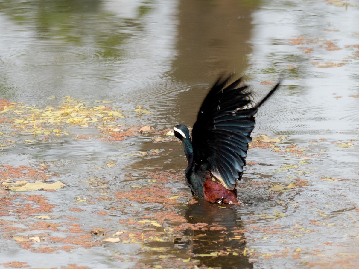 Bronze-winged Jacana - ML620650605