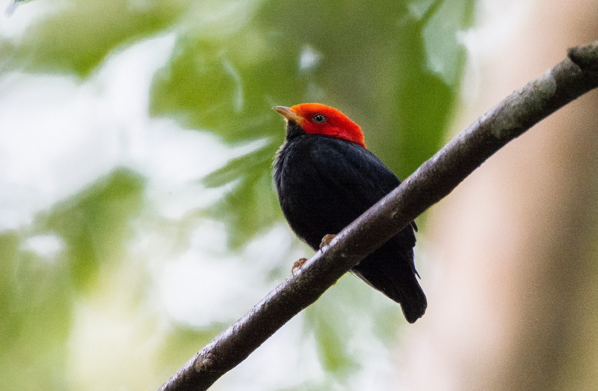 Red-headed Manakin - ML620650606