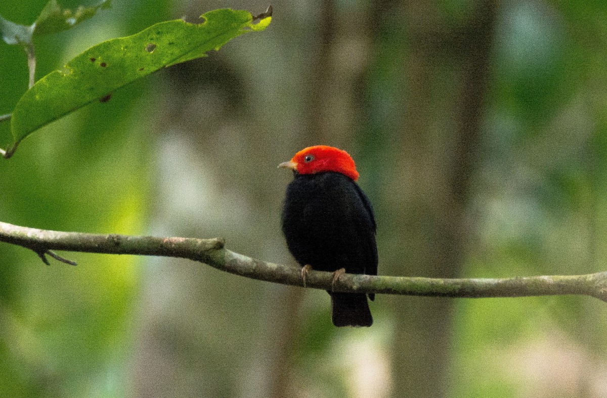 Red-headed Manakin - ML620650607