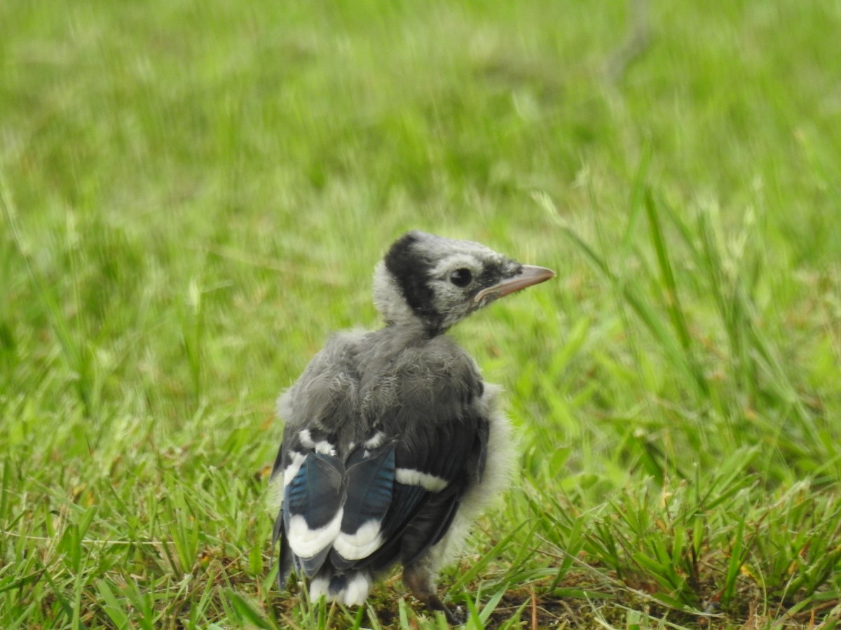 Blue Jay - Bettyann Nagy