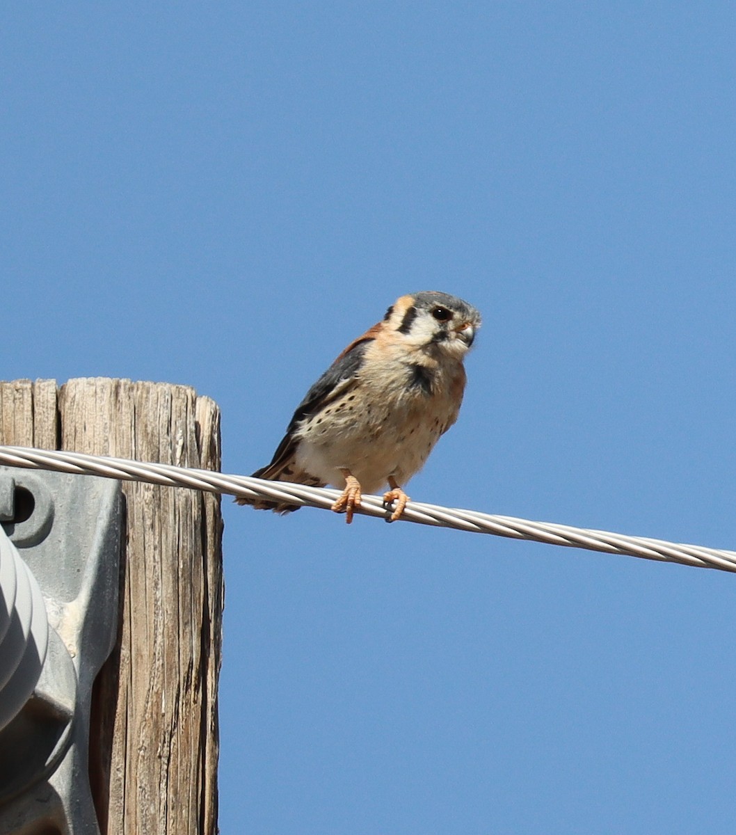 American Kestrel - Teresa Palos