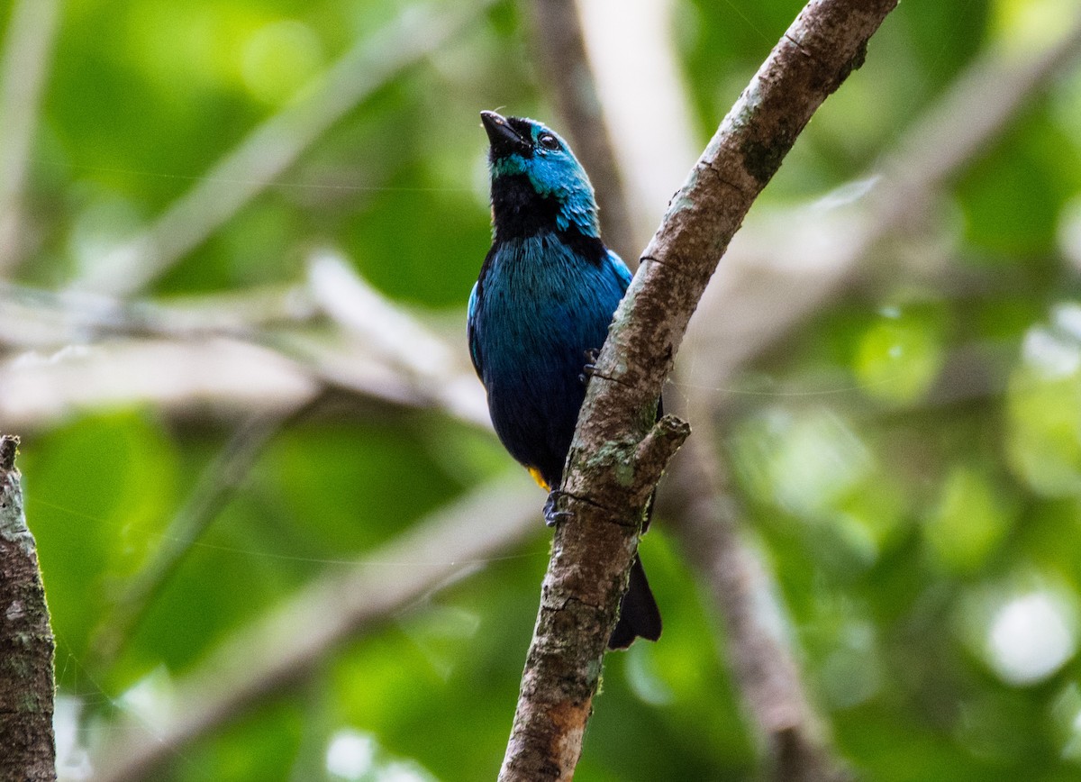 Seven-colored Tanager - ML620650618