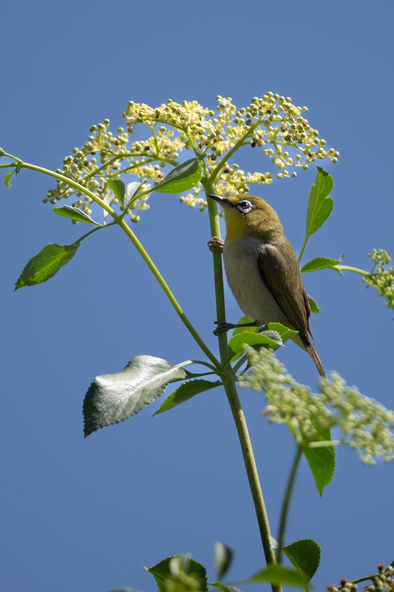 Swinhoe's White-eye - Cynthia  Case