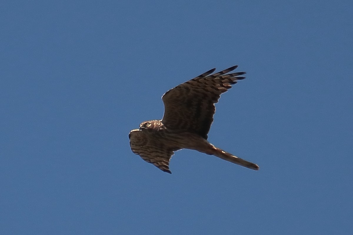 Montagu's Harrier - Juan Sebastian Barrero