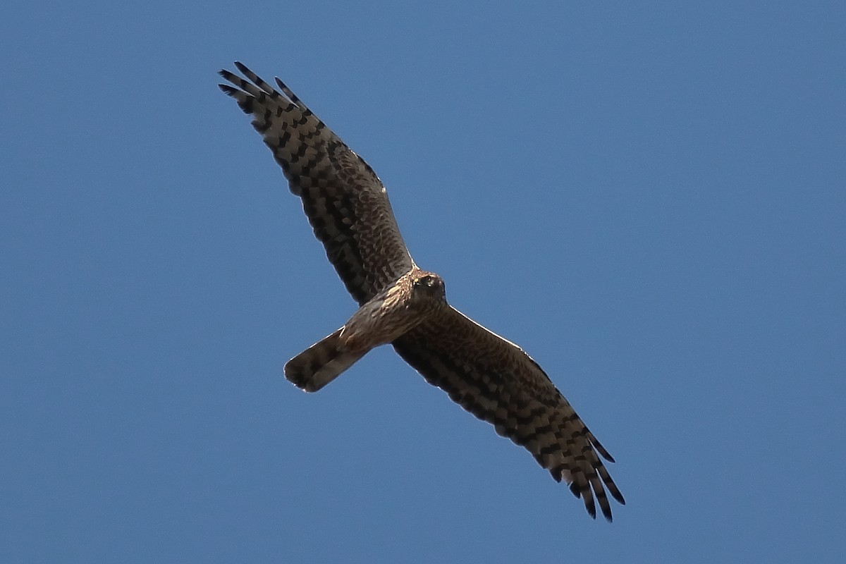 Montagu's Harrier - ML620650625