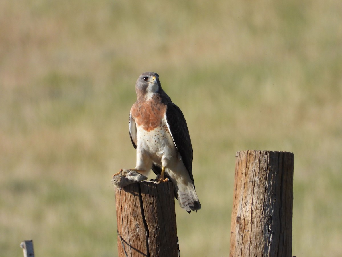 Swainson's Hawk - ML620650629