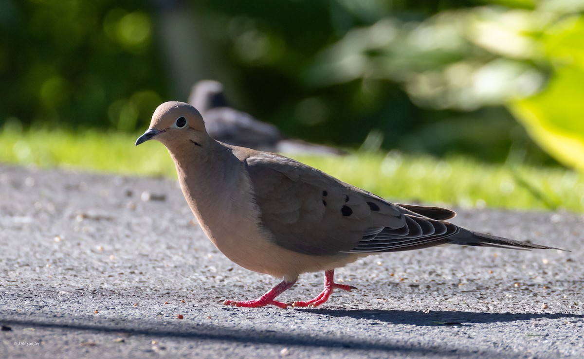 Mourning Dove - ML620650630