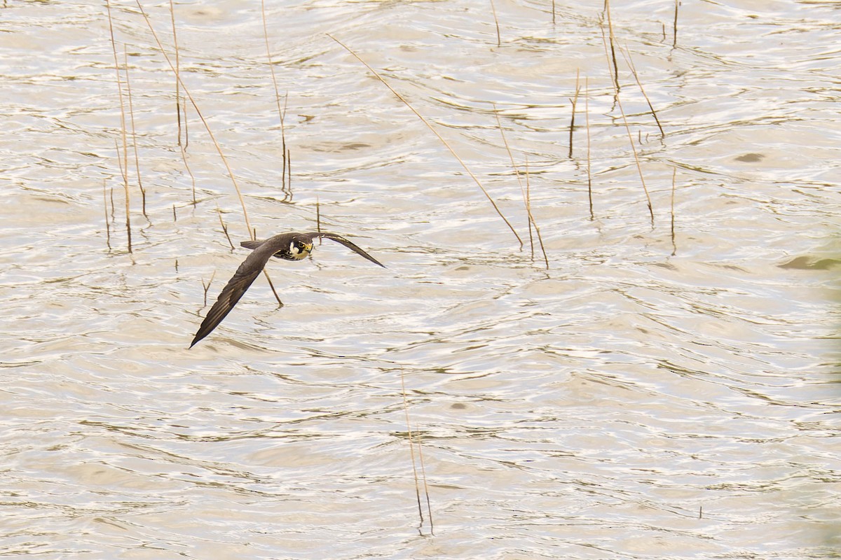 Eurasian Hobby - ML620650634