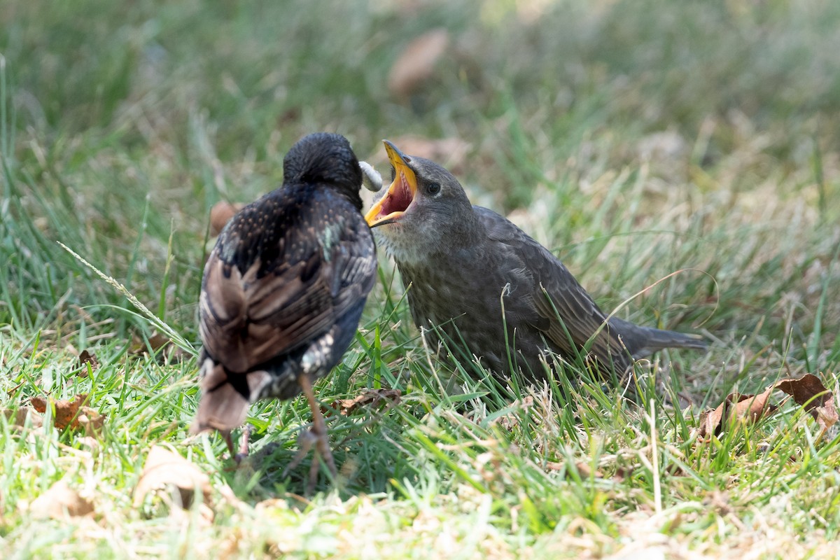 歐洲椋鳥 - ML620650638