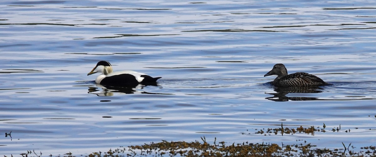 Common Eider - ML620650642