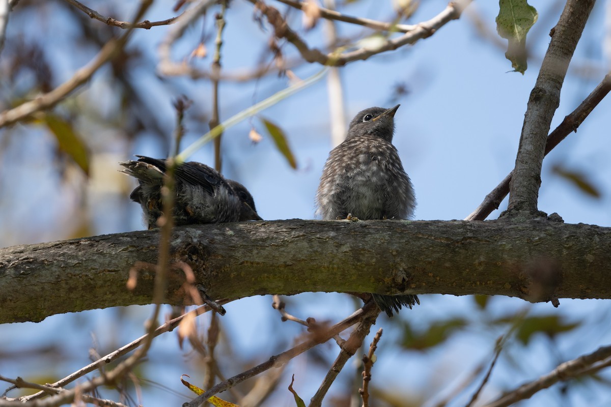 Western Bluebird - ML620650644