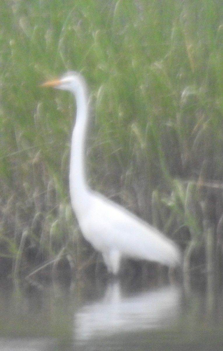 Great Egret - ML620650649