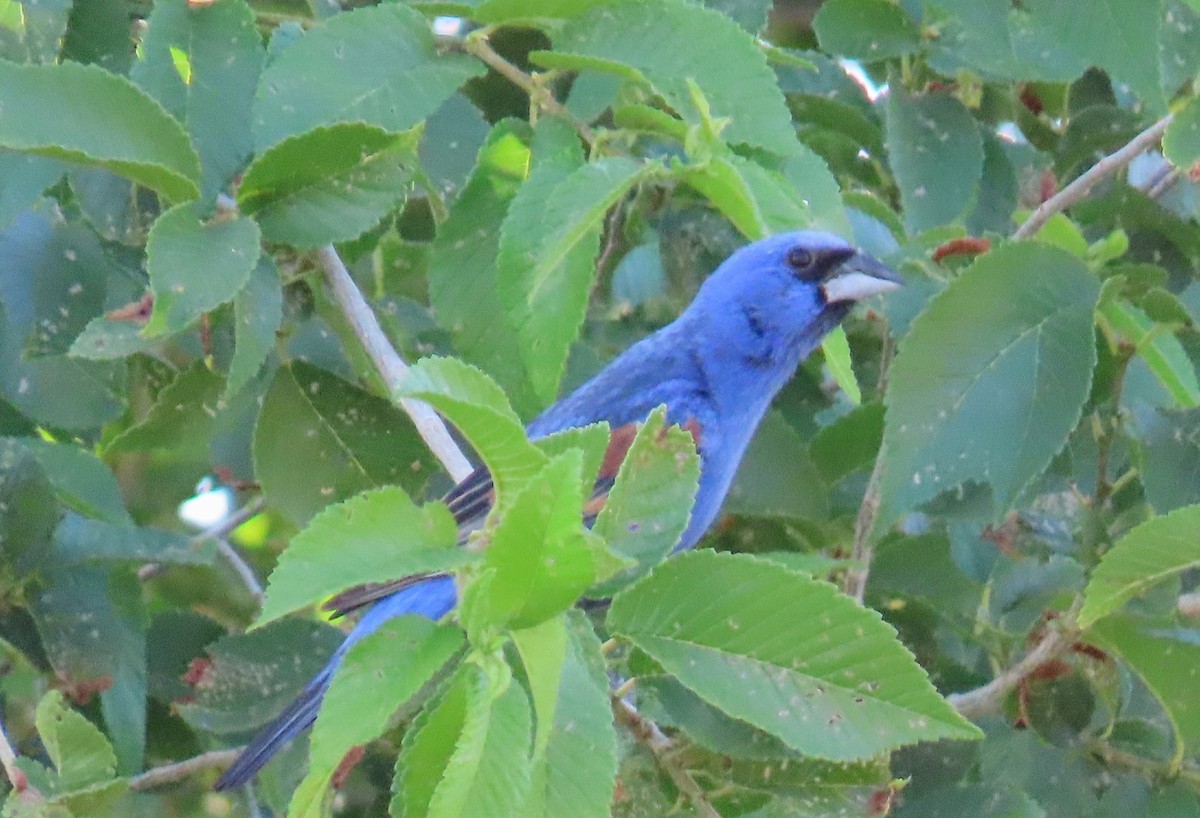 Guiraca bleu - ML620650650