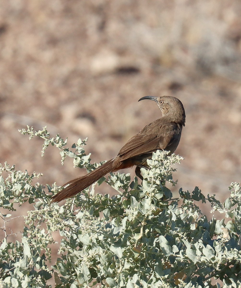 Crissal Thrasher - ML620650651