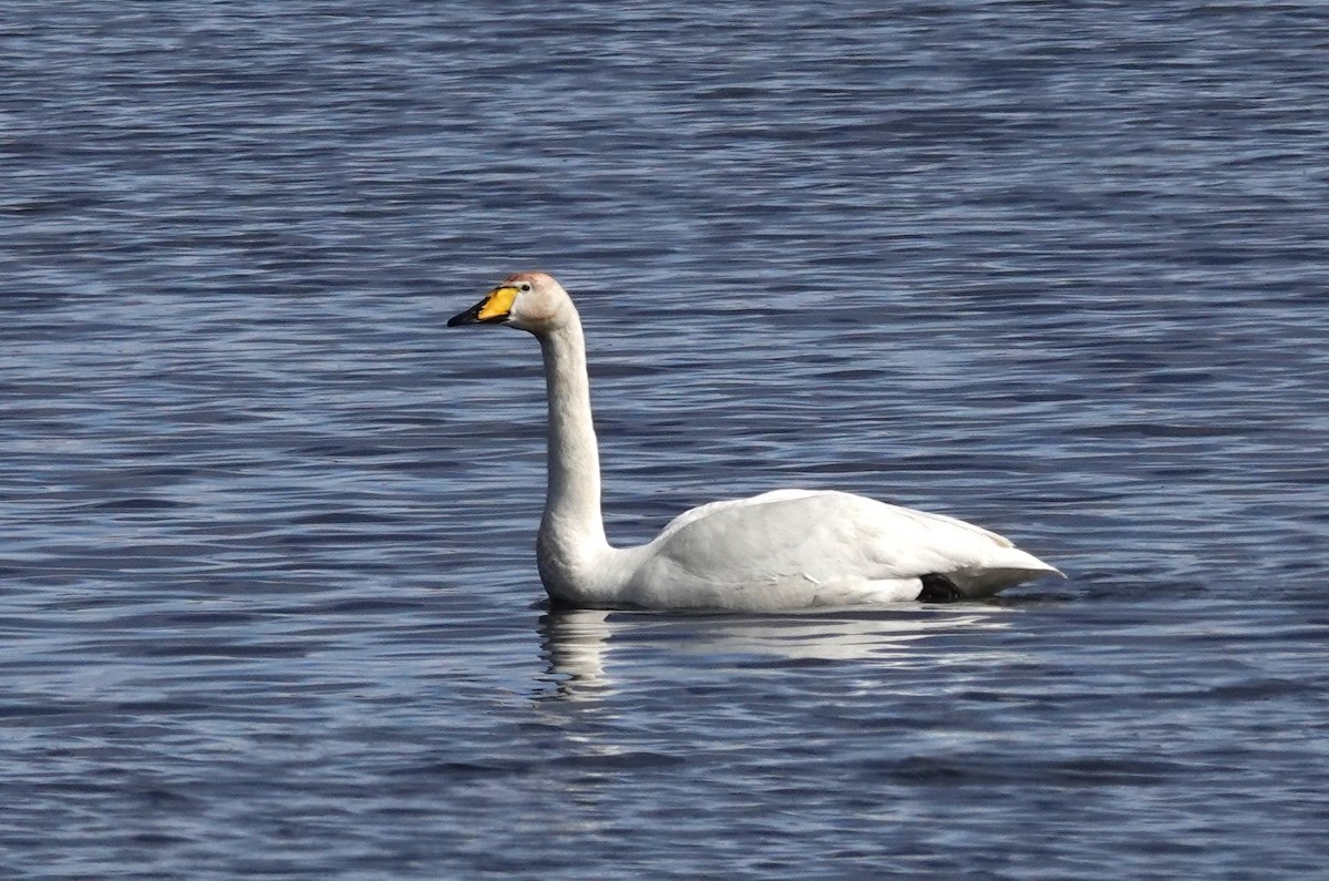 Whooper Swan - ML620650655