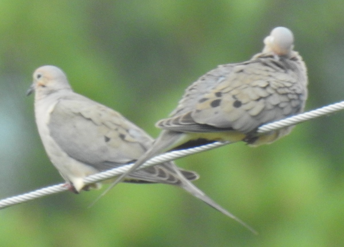 Mourning Dove - ML620650659