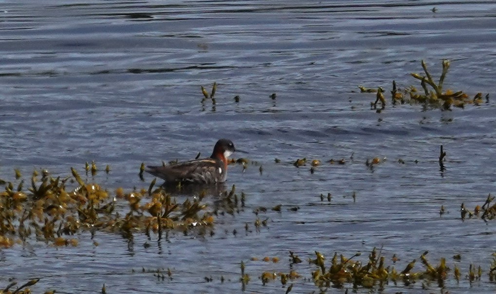 Red-necked Phalarope - ML620650660