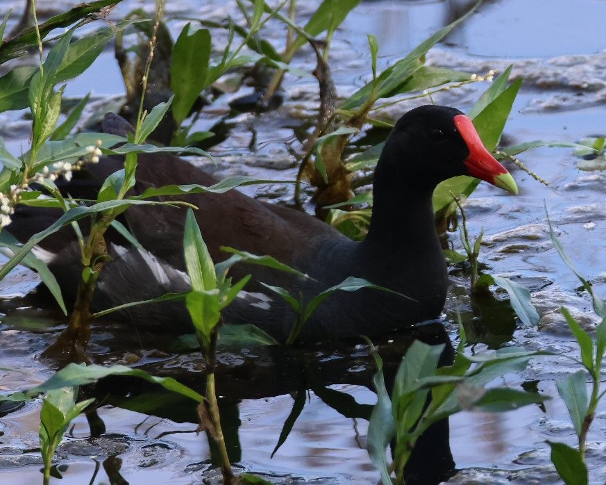 Gallinule d'Amérique - ML620650661