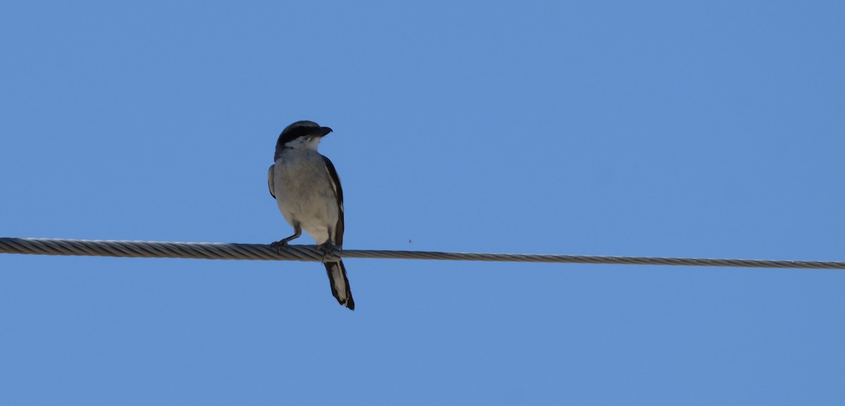 Loggerhead Shrike - ML620650664