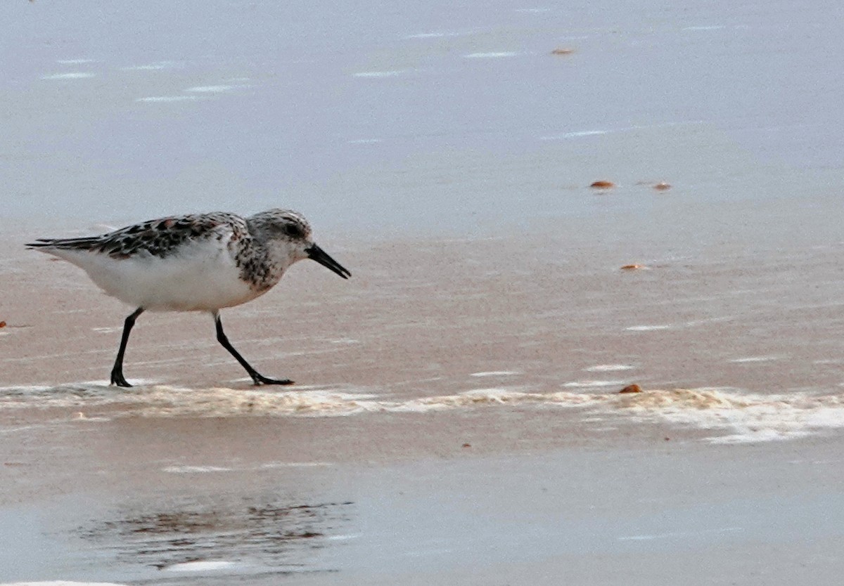 Sanderling - ML620650665