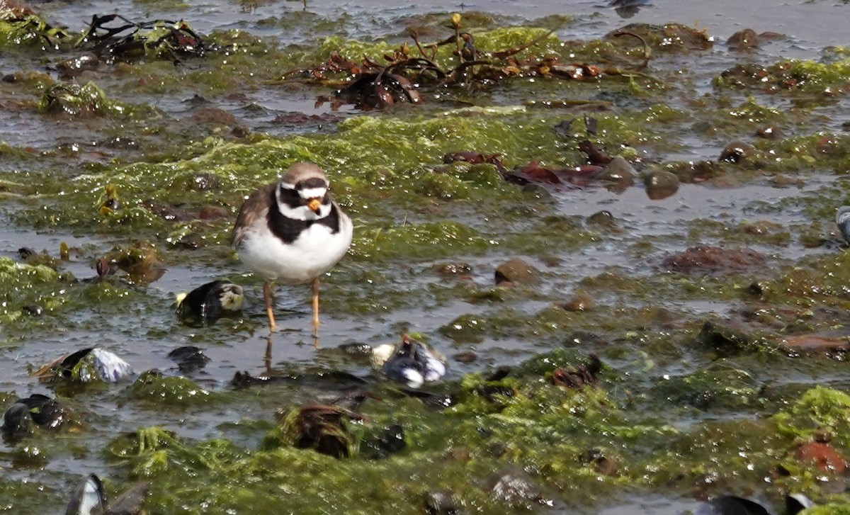 Common Ringed Plover - ML620650666