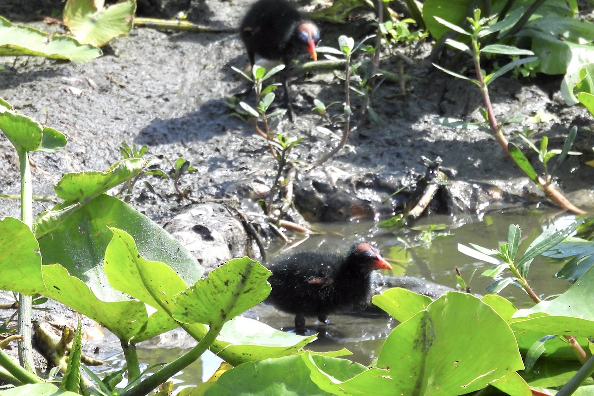 Common Gallinule - ML620650671