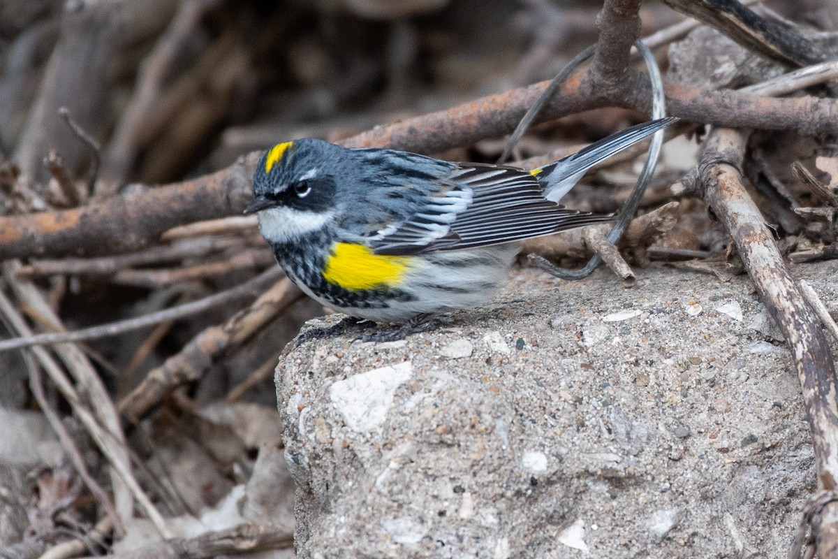 lesňáček žlutoskvrnný (ssp. coronata) - ML620650672