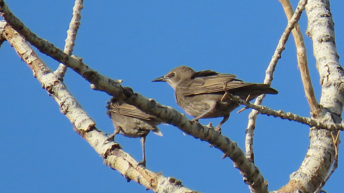 European Starling - ML620650673