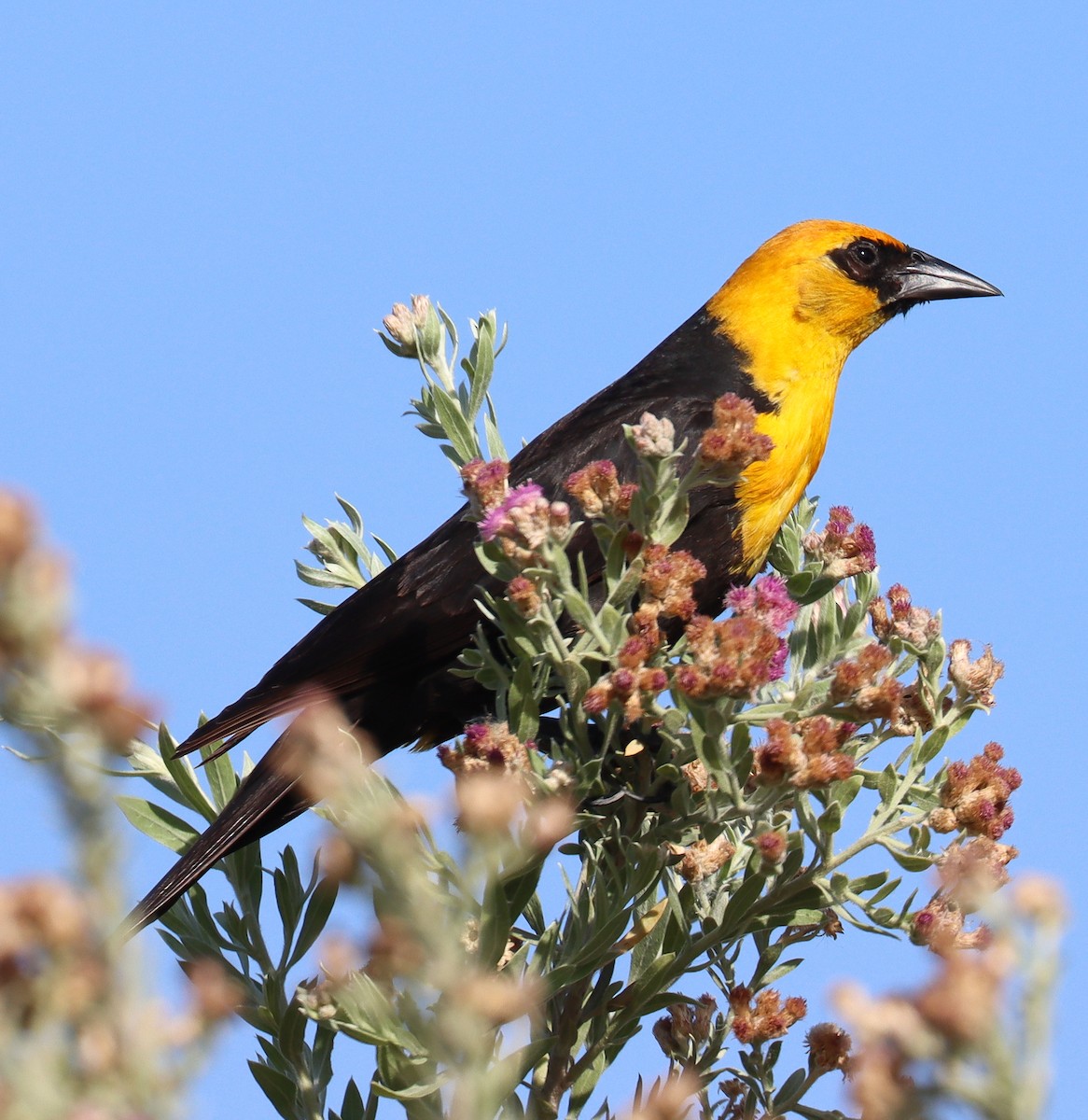 Yellow-headed Blackbird - Teresa Palos