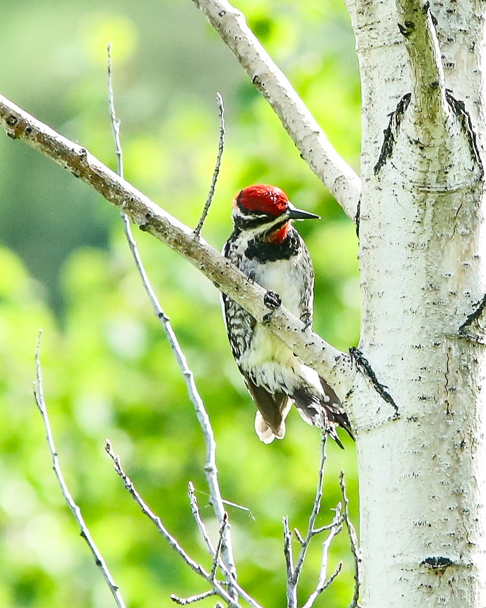 Red-naped Sapsucker - ML620650679