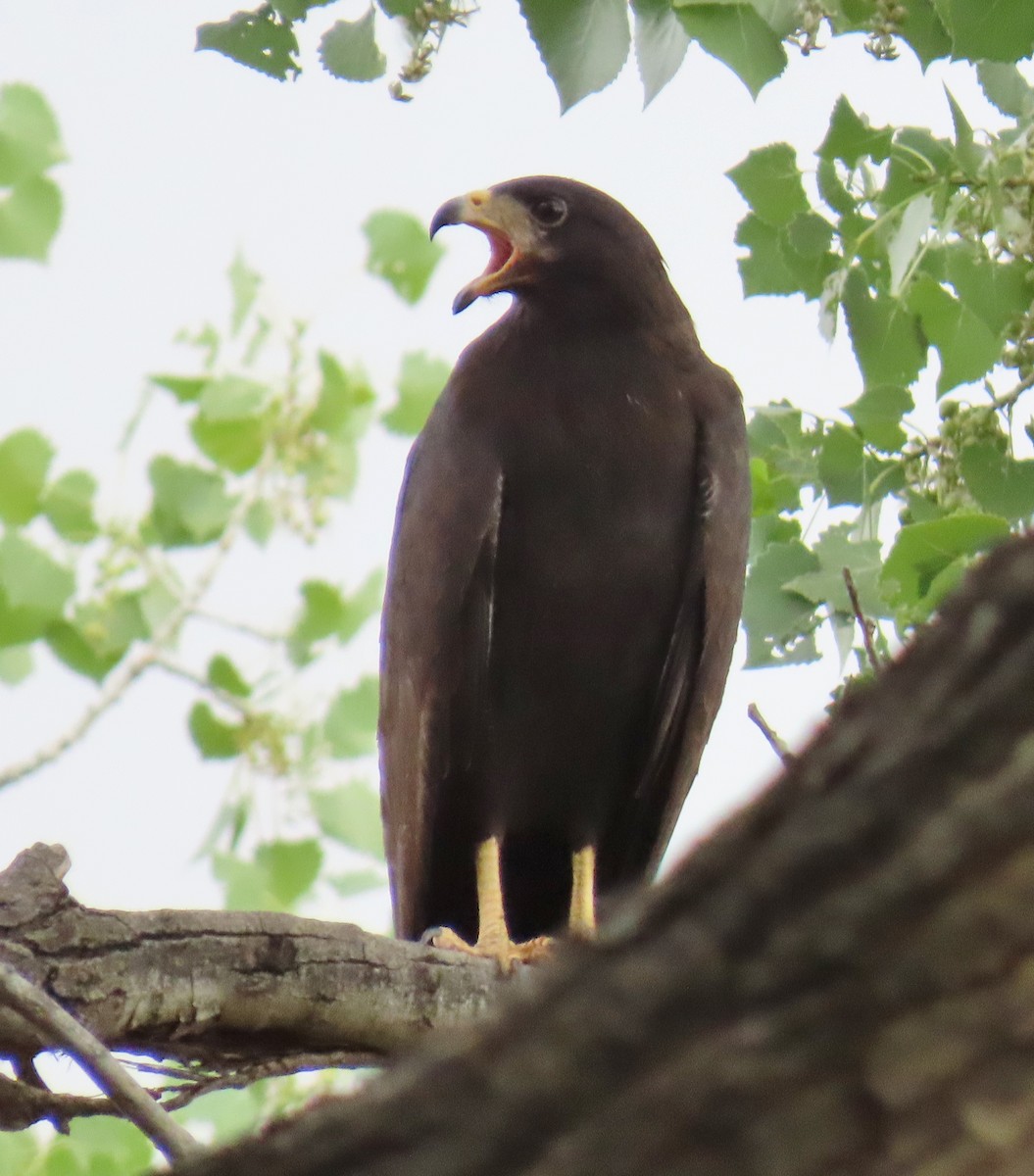 Common Black Hawk - ML620650680