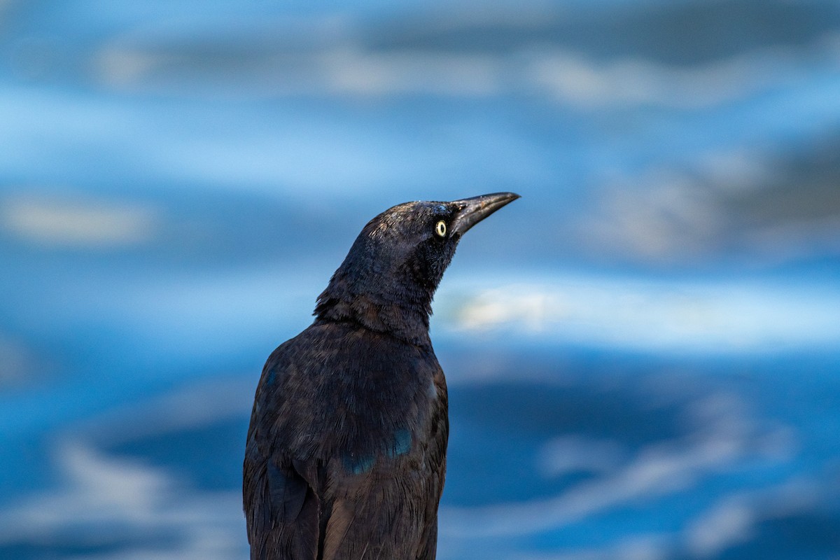 Boat-tailed Grackle - ML620650681