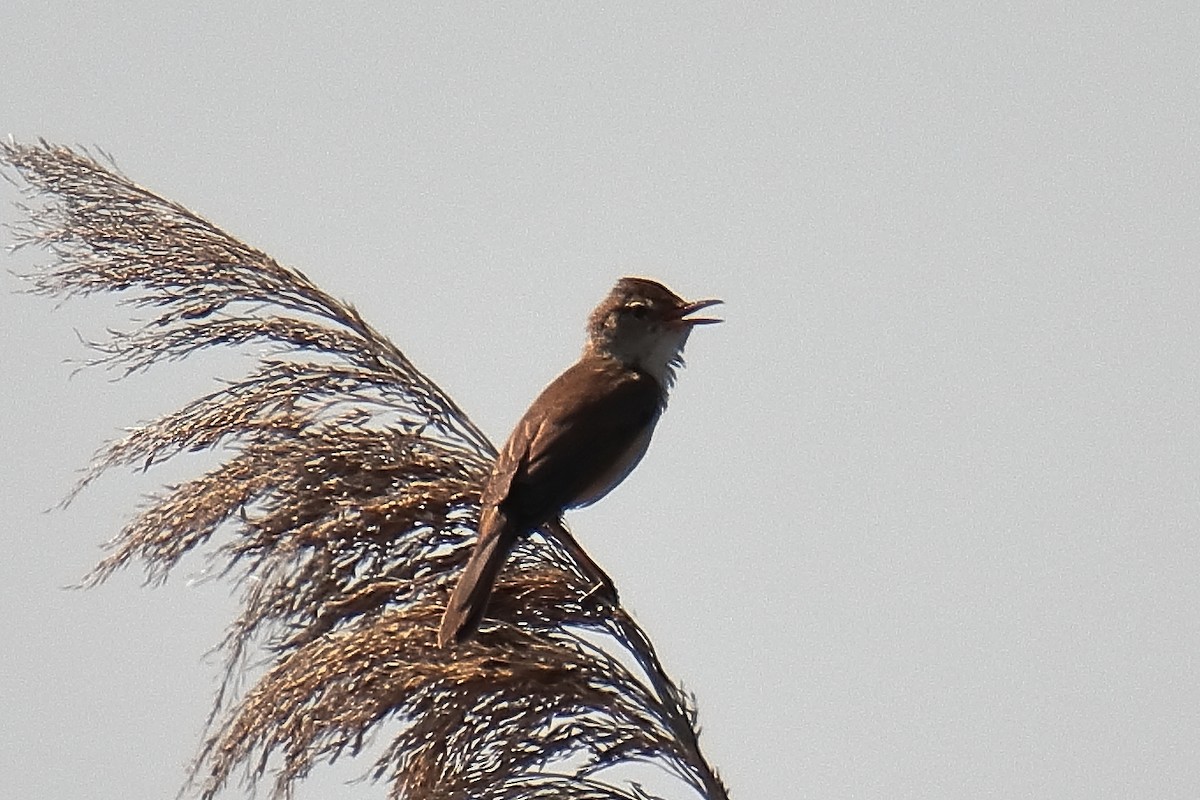 Common Reed Warbler - ML620650683