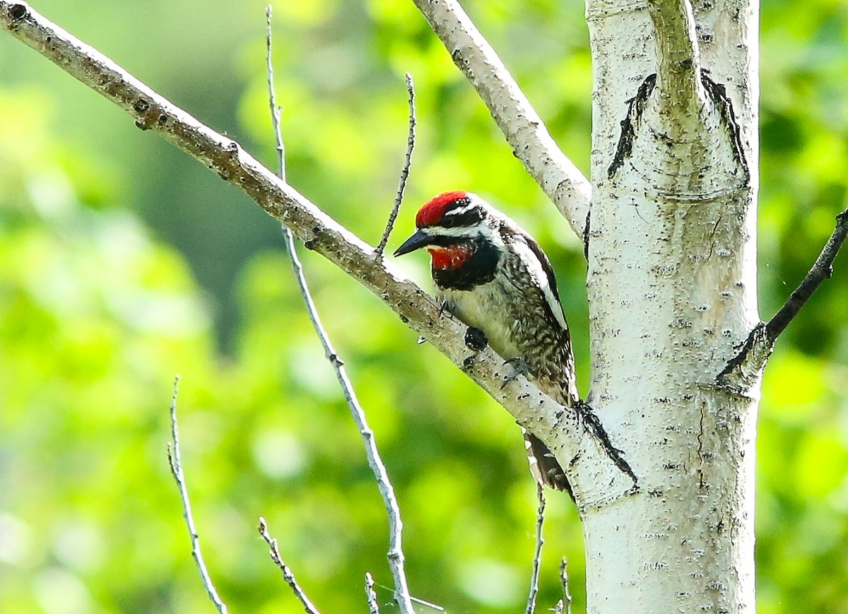 Red-naped Sapsucker - ML620650686