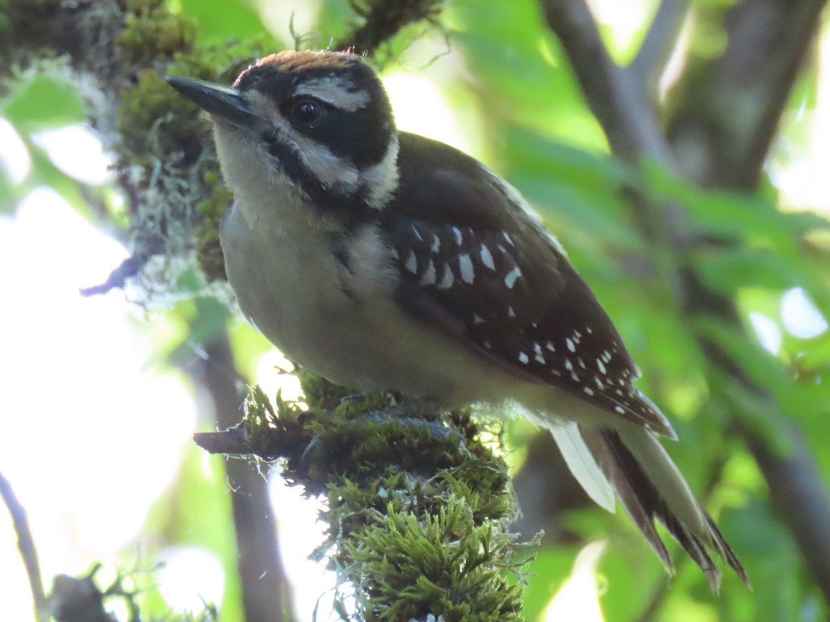 Hairy Woodpecker - Nancy Stotz